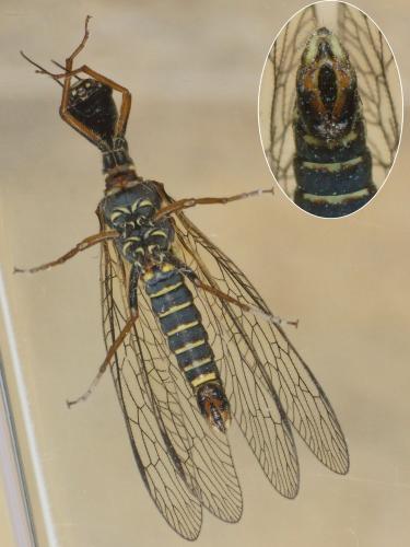 Phaeostigma galloitalicum